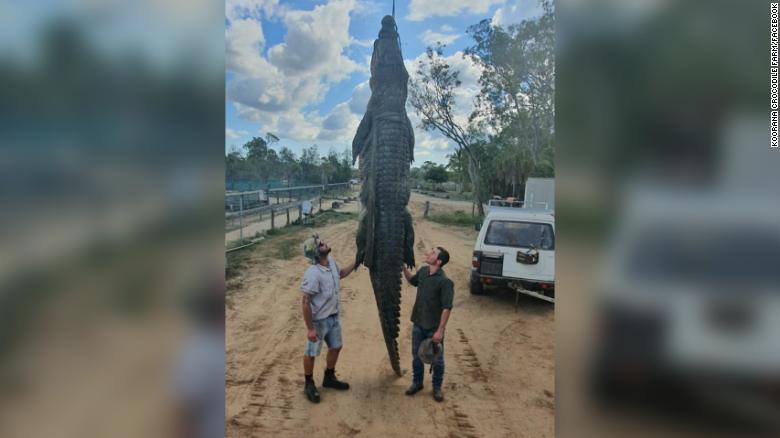 Mysterious surgical plate found in croc's stomach