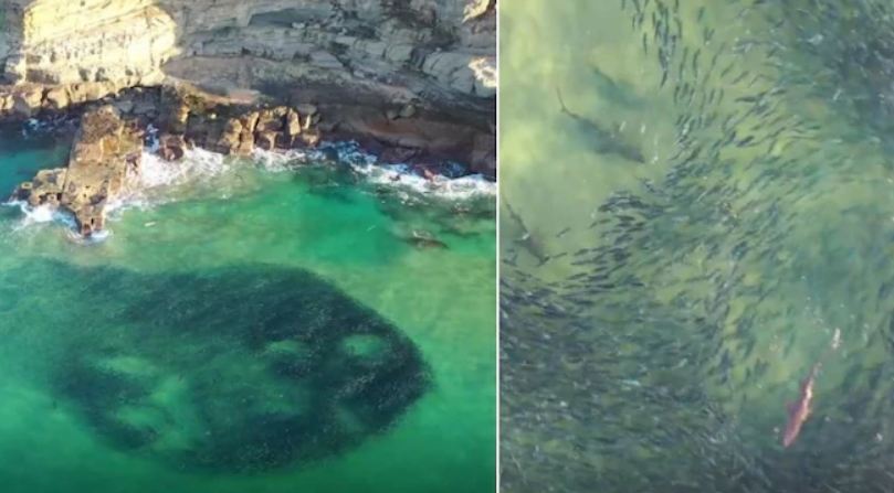 Shark feeding frenzy captured in drone vision off NSW Central Coast