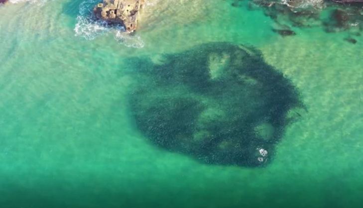 Shark feeding frenzy captured in drone vision off NSW Central Coast