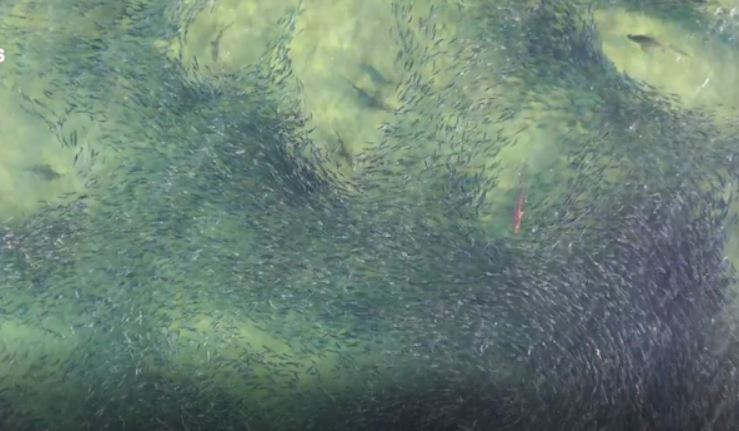 Shark feeding frenzy captured in drone vision off NSW Central Coast