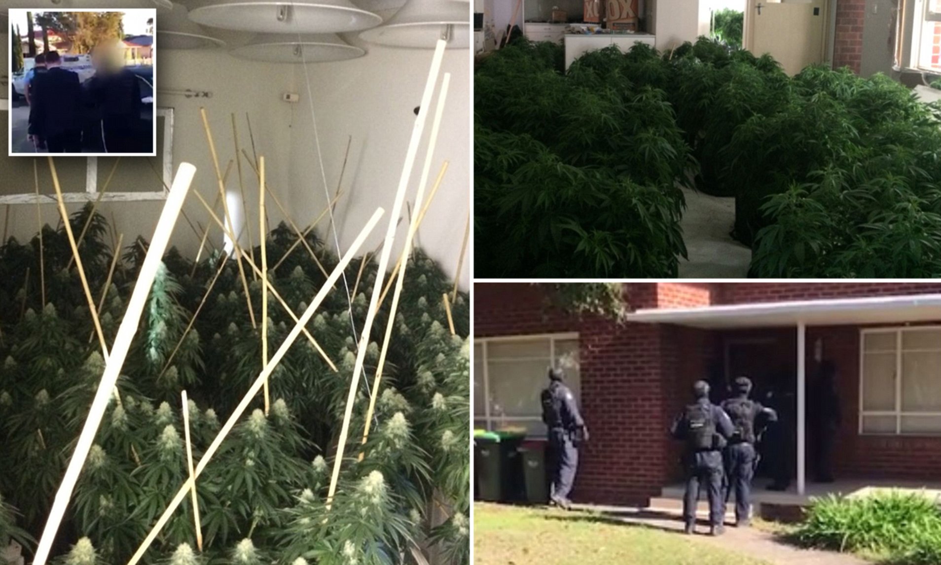 cannabis raids Bankstown Sydney