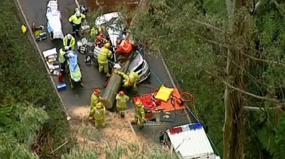 car crushed by falling tree in Yarra Ranges