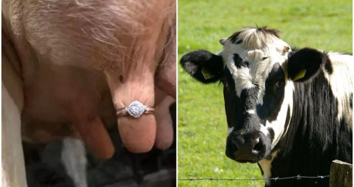 farmer proposed with an engagement ring on a cow's udder