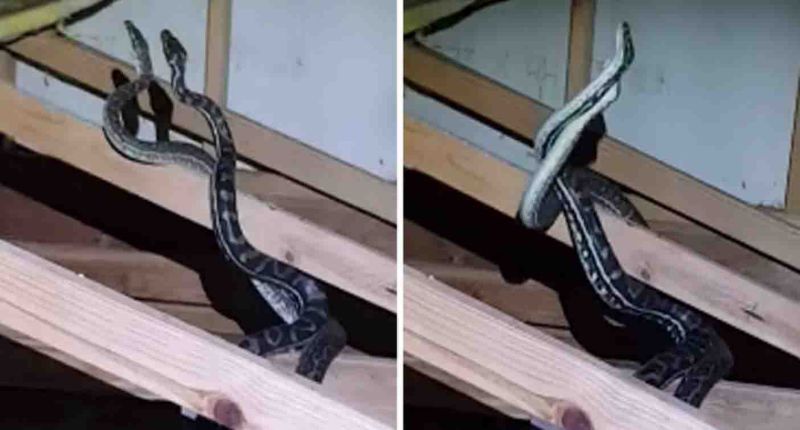 pythons found fighting in family's roof queensland