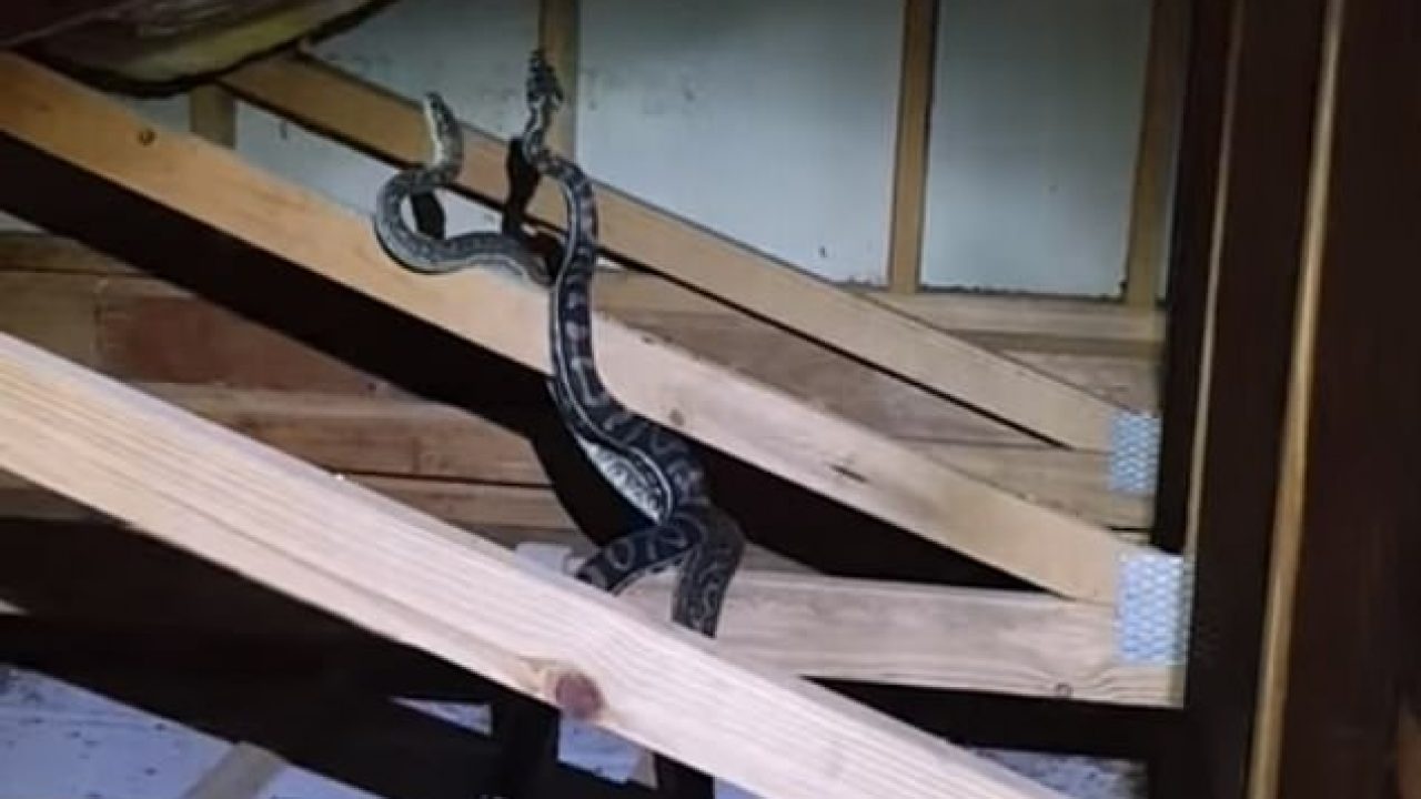 pythons found fighting in family's roof queensland