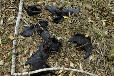 disease warning for potentially deadly bats falling from the sky