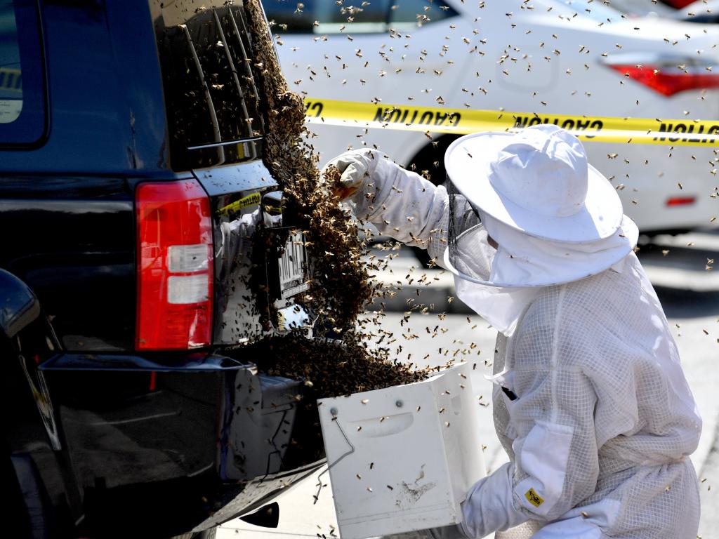 Car swarmed by thousands of bees at Adelaide shopping centre