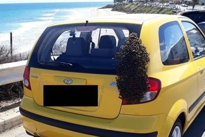 Car swarmed by thousands of bees at Adelaide shopping centre