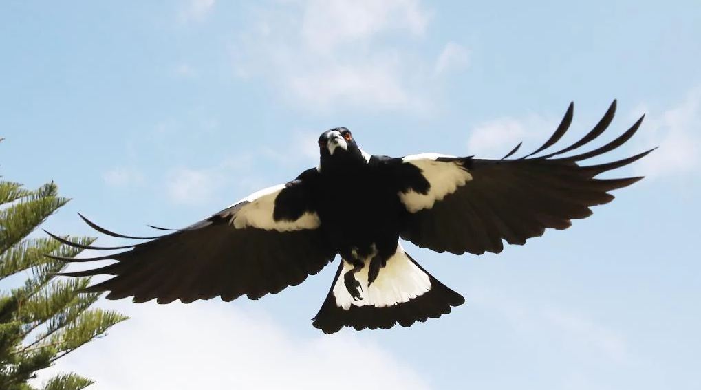 magpie attack in Nicholson Park