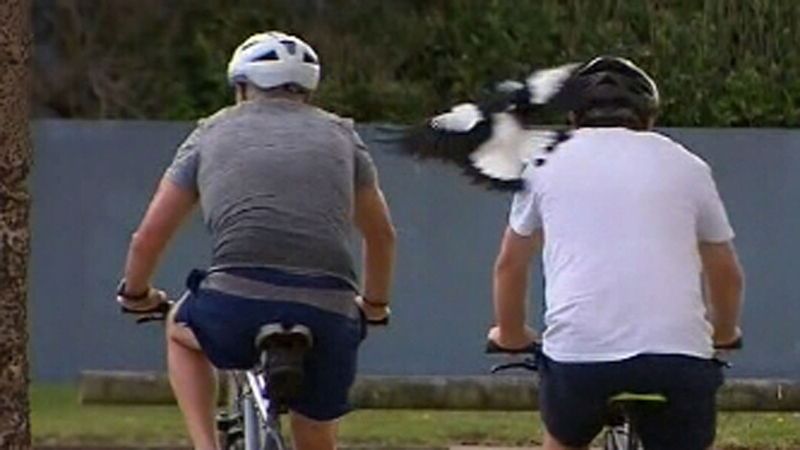 NSW cycvlist NSW cyclist dies after falling from bike while escaping swooping magpie after falling from bike while escaping swooping magpie