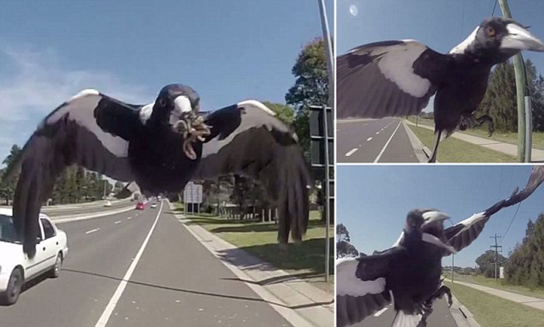 magpie attack in Nicholson Park