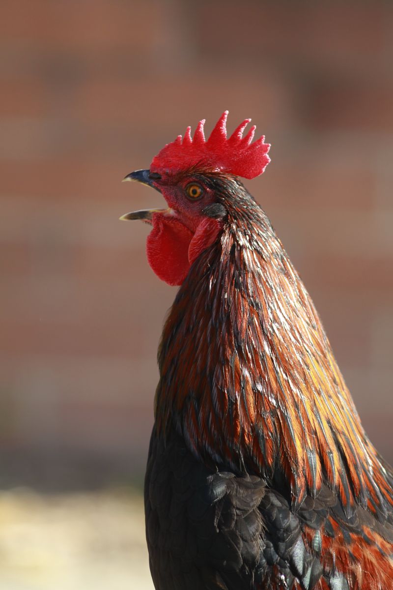 rooster pecks woman australia