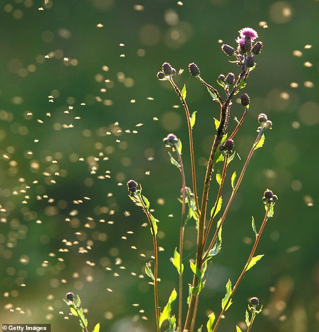 Sốt cỏ khô và các triệu chứng khó chịu của nó gây ra bởi phấn hoa đến từ cỏ cây. (Ảnh: Getty Images)