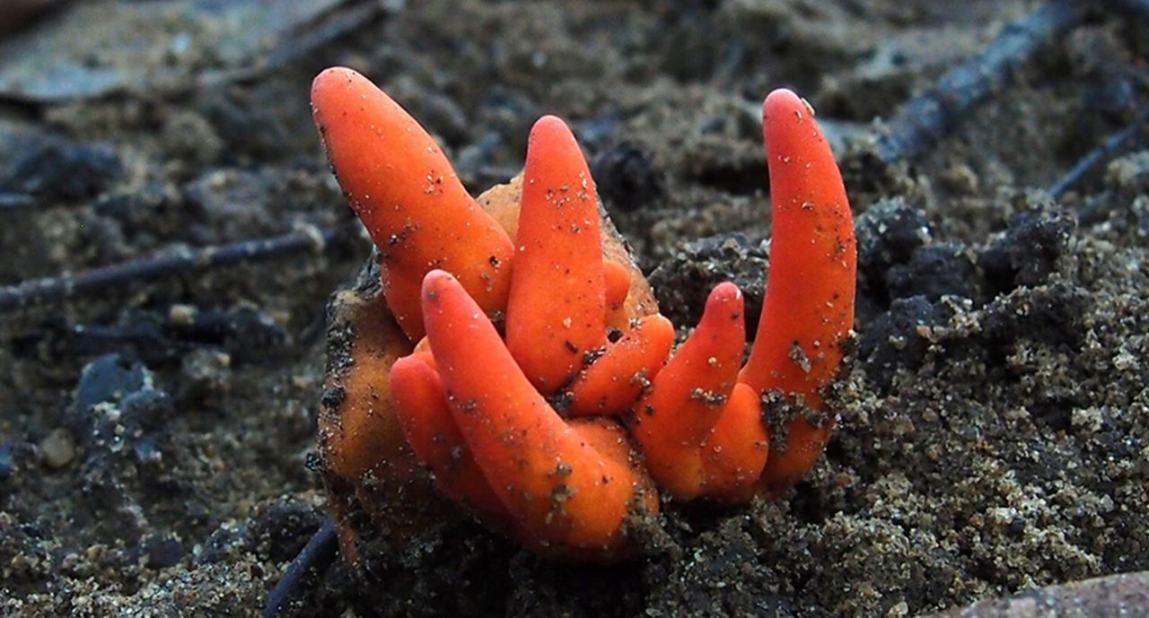 Đây là lần đầu tiên Poison Fire Coral xuất hiện ơ Úc. (Ảnh: AAP)