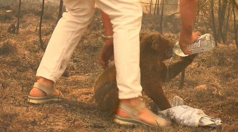 Toni Doherty tình cờ đi ngang qua khu vực cháy rừng và đã cứu chú koala bị thương (Ảnh: 9News)