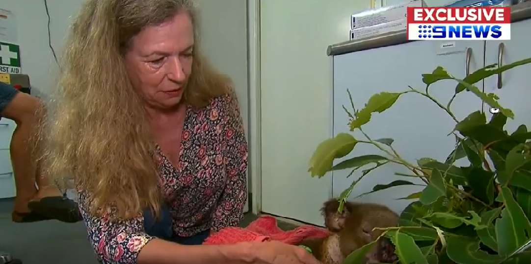 Ân nhân của Lewis đến thăm chú koaloa bị thương đang hồi phục trong bệnh viện (Ảnh: 9News)