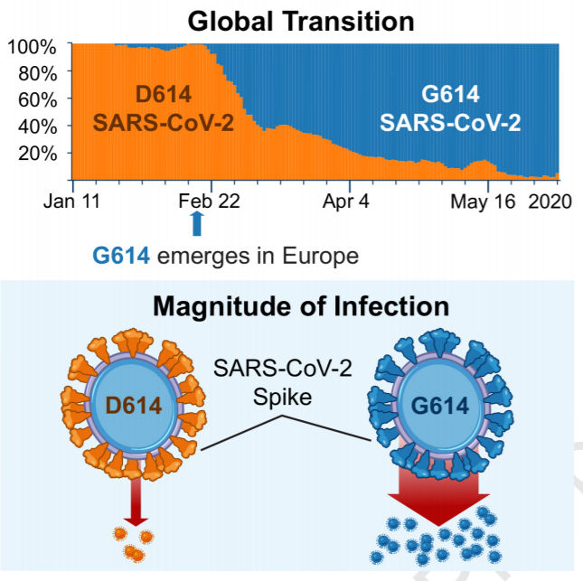 chủng coronavirus mới