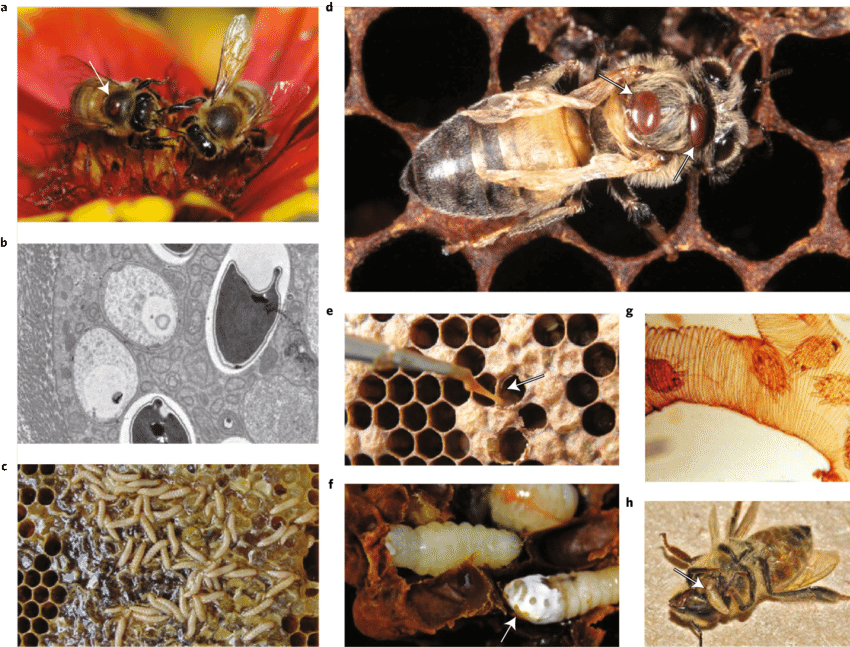 ký sinh trùng ong