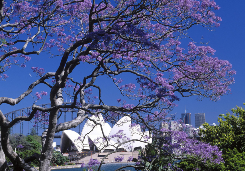Những điểm ngắm hoa phượng tím “đỉnh” nhất ở Sydney