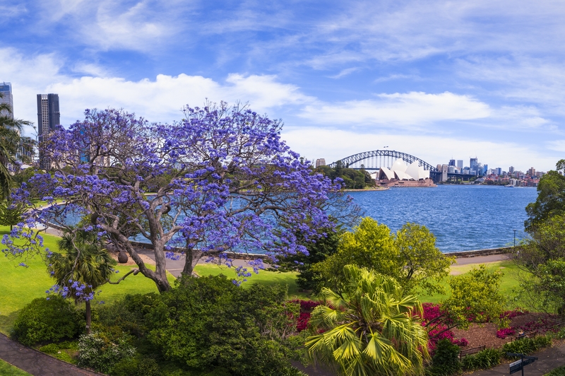 điểm ngắm hoa phượng tím Sydney