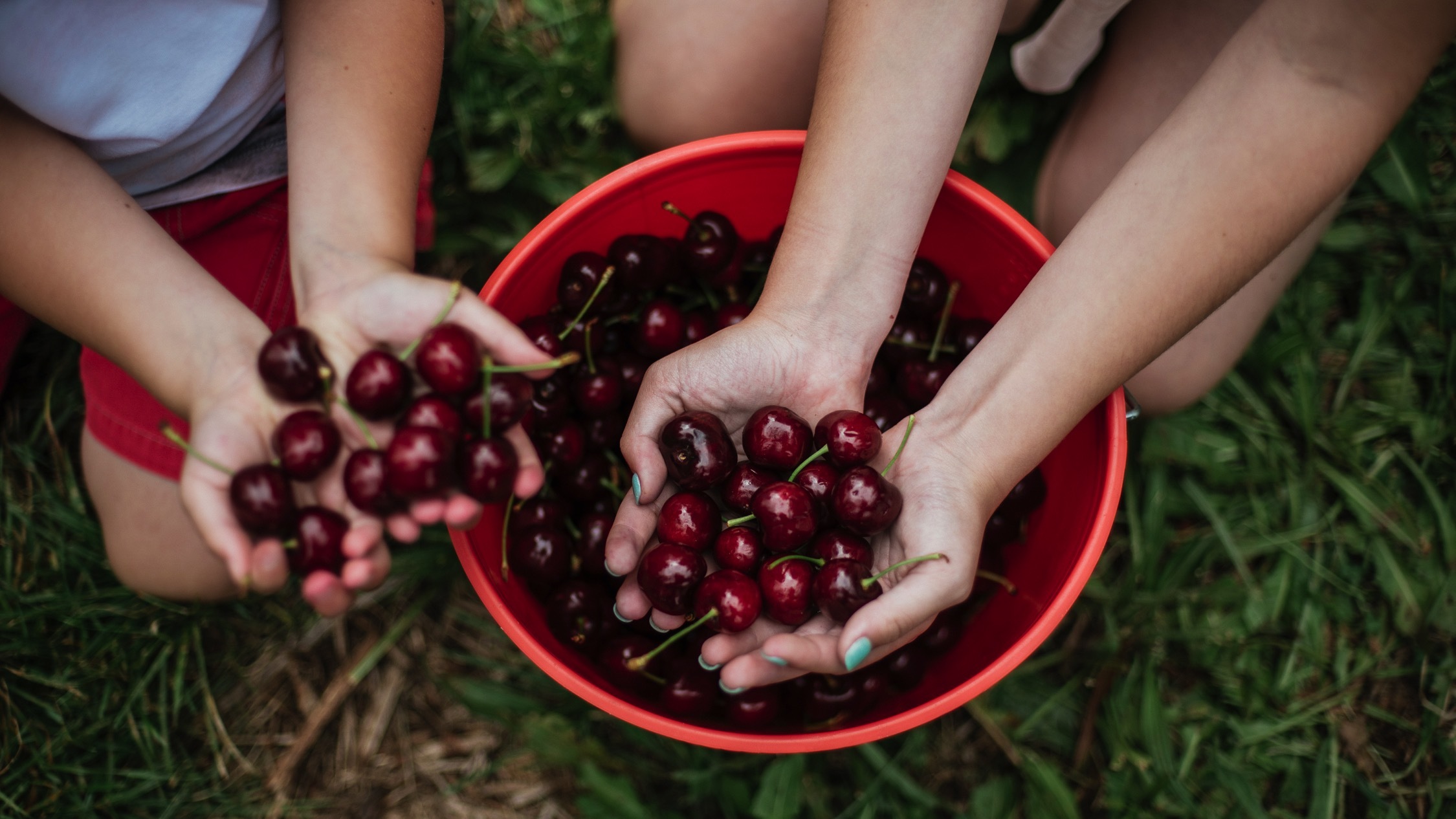 7 điểm hái cherry tại farm được “check-in” nhiều nhất ở NSW