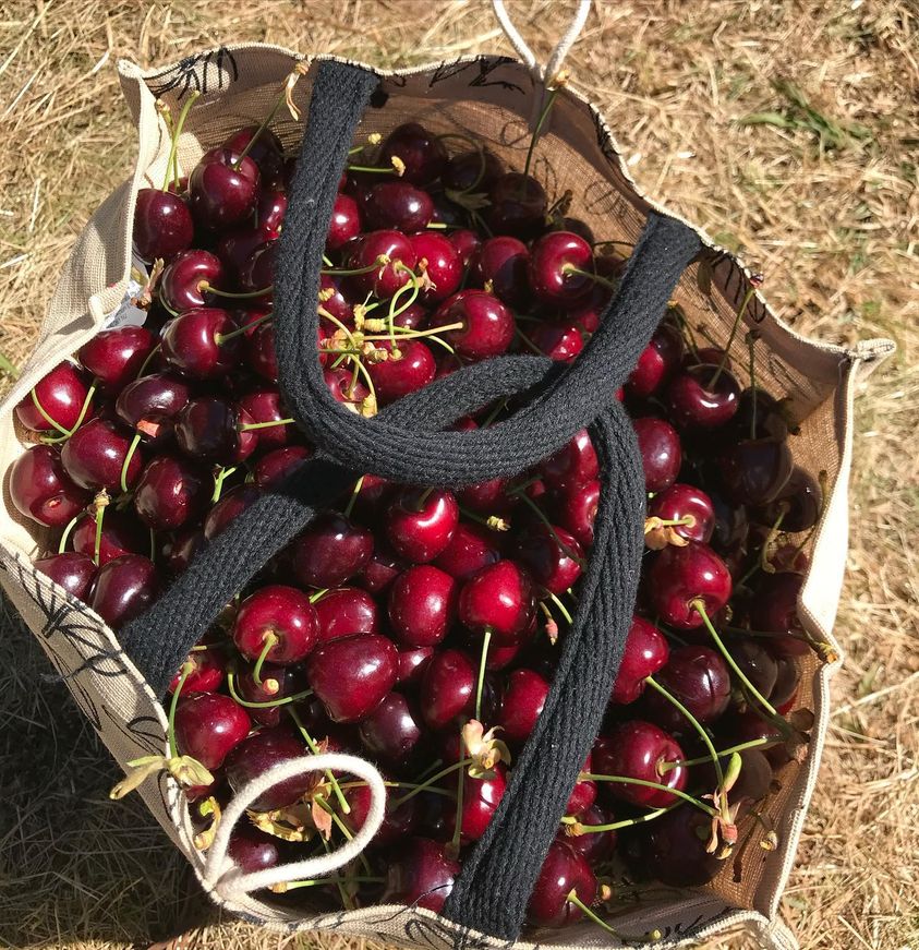 hái cherry tại farm